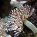 Feather Duster (Sabellastarte sp.) - Fresh N Marine