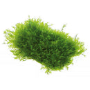 US Fissiden (on Net) - Fresh N Marine