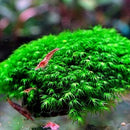 Mini Fissidens (on rock) - Fresh N Marine