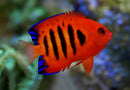 Flame Angelfish (Centropyge loricula) - Fresh N Marine