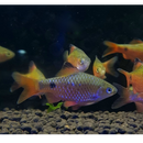 Rosy Barb (Puntius Conchonius) - Fresh N Marine
