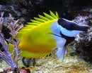 Foxface Rabbitfish (Siganus vulpinus) - Fresh N Marine