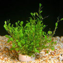 Glossostigma elatinoides - Fresh N Marine