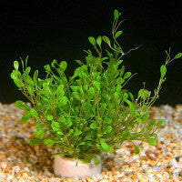 Glossostigma elatinoides - Fresh N Marine