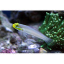 Sleeper Gold Head Goby (Valenciennea Strigata) - Fresh N Marine