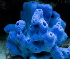 Blue Sponge (Haliclona Sp.) - Fresh N Marine