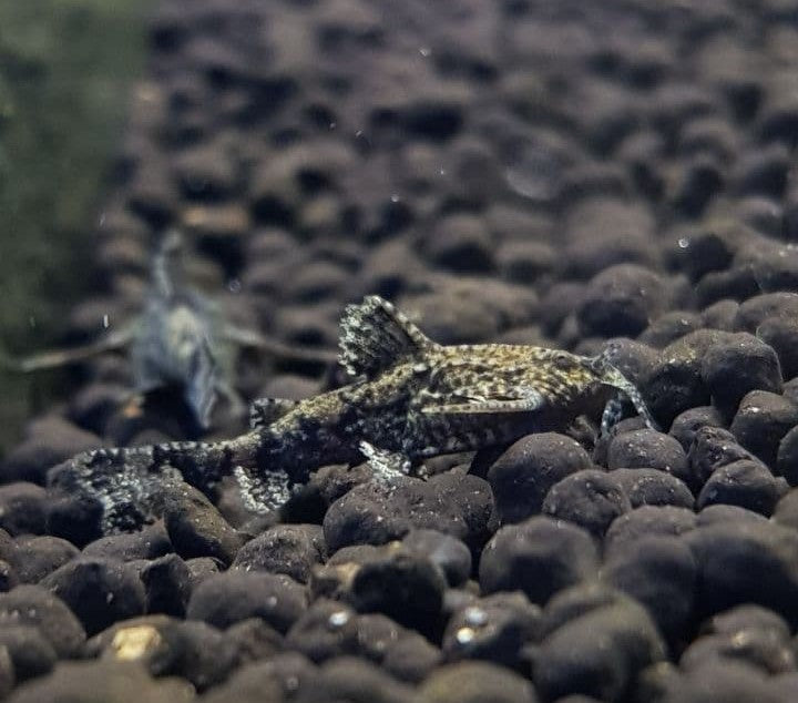 Dwarf Anchor Catfish (Hara Jerdoni) Fresh N Marine