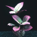 Hemigraphis Colorata - Fresh N Marine