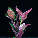 Hemigraphis Exotica - Fresh N Marine