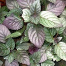 Hemigraphis Colorata - Fresh N Marine