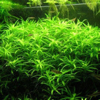 Heternanthera Zosterifolia - Fresh N Marine