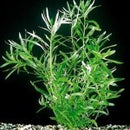 Heternanthera Zosterifolia - Fresh N Marine