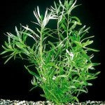 Heternanthera Zosterifolia - Fresh N Marine
