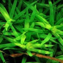 Heternanthera Zosterifolia - Fresh N Marine