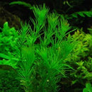 Hydrotriche Hottoniiflora - Fresh N Marine