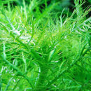 Hygrophila Balsamica - Fresh N Marine