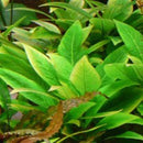 Hygrophila Corymbosa Compacta - Fresh N Marine