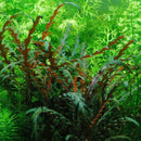 Hygrophila Pinnatifida - Fresh N Marine
