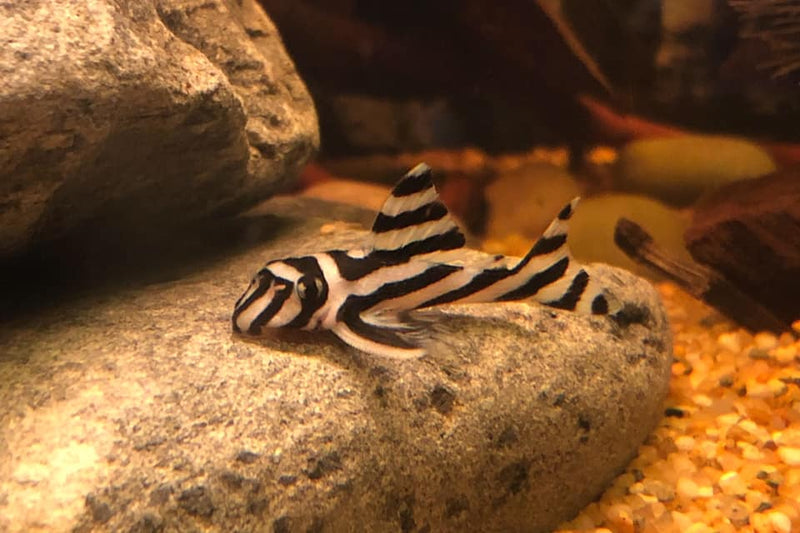 Zebra Pleco (Hypancistrus zebra L046) - Fresh N Marine