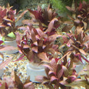 Alternanthera Reineckii Mini - Fresh N Marine