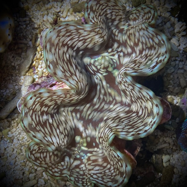 Squamosa Clam (TRIDACNA SQUAMOSA) (Assorted) - Fresh N Marine