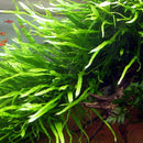 Java Fern Narrow Leaf (Microsorum pteropus) (rock) (small) - Fresh N Marine