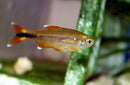 Silver Tip Tetra (Hasemania nana) - Fresh N Marine