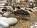 Leopard Corydoras (Corydoras trilineatus) - Fresh N Marine
