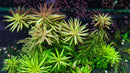 Limnophilia Aromatica (Shop Grown) - Fresh N Marine