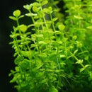 Lindernia Rotundifolia ‘Variegated - Fresh N Marine