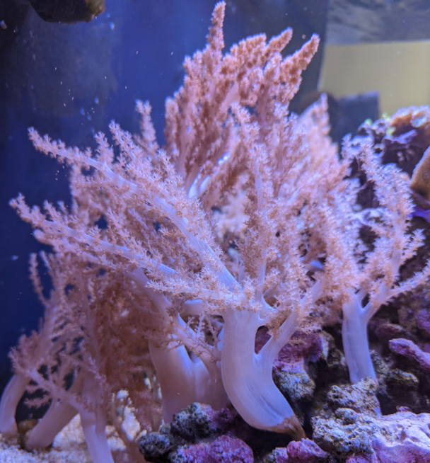 Broccoli Coral (Litophyton Arboreum) - Fresh N Marine