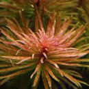 Ludwigia Inclinata ‘Cuba - Fresh N Marine