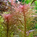 Ludwigia Inclinata ‘Cuba - Fresh N Marine