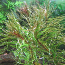 Ludwigia Tornado - Fresh N Marine
