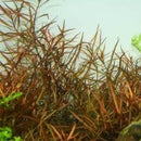 Ludwigia Arcuata - Fresh N Marine