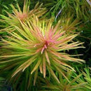 Ludwigia Inclinata ‘Cuba - Fresh N Marine