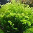 Micranthemum Micranthemoides - Fresh N Marine