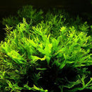 Microsorium pteropus windelov - Fresh N Marine