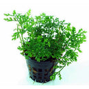 Mini Bolbitis - Fresh N Marine