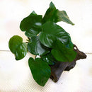 Anubias barteri wood - Fresh N Marine