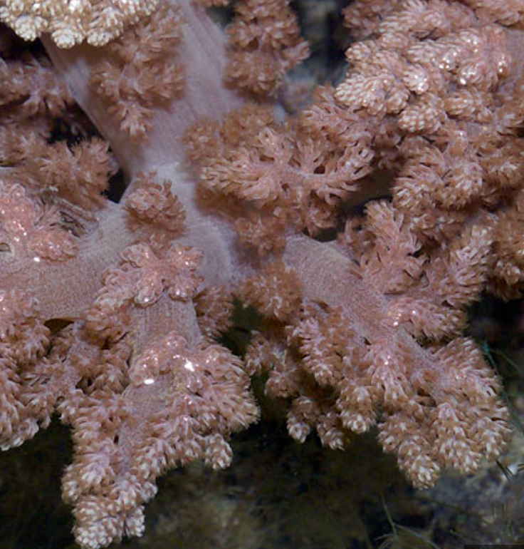Nephthea Asparagus Flowery Leather Coral (Nephthea Sp) | Fresh N Marine