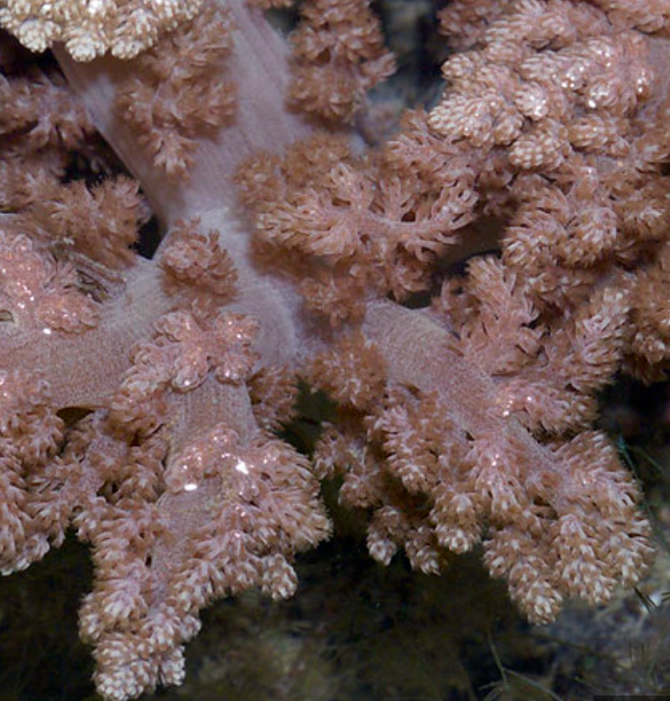 Asparagus Flowery Coral (Nephthea Sp) - Fresh N Marine