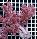 Asparagus Flowery Coral (Nephthea Sp) - Fresh N Marine