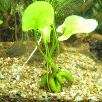 Nymphoides aquatica (Banana plant) - Fresh N Marine