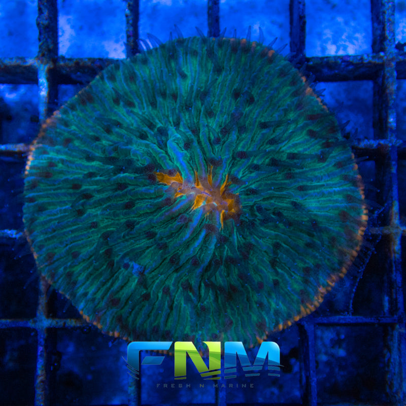 Short Tentacle Plate Coral - Fresh N Marine