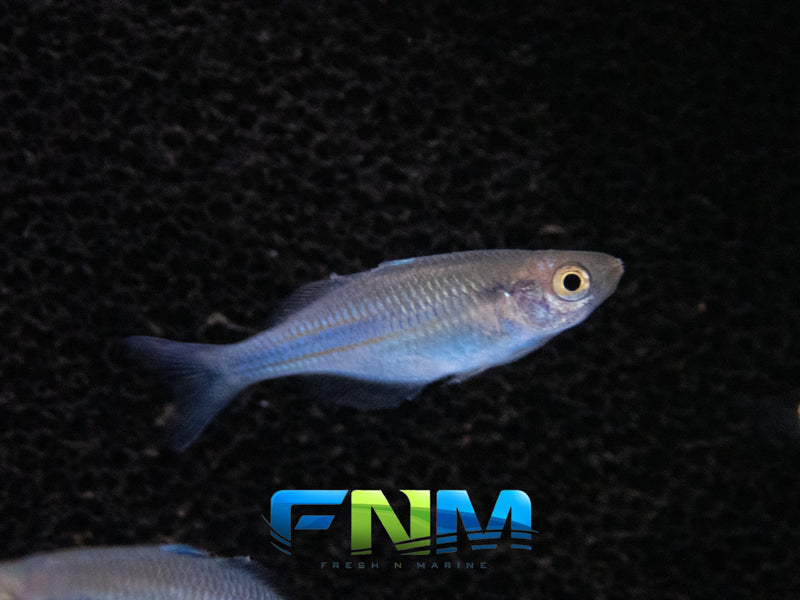 Lake Kutubu Rainbowfish (Melanotaenia Lacustris) - Fresh N Marine