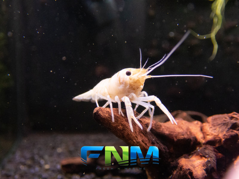 White Crayfish (Procambarus Clarkii) - Fresh N Marine