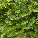 Pellia endiviifolia (per packet) - Fresh N Marine