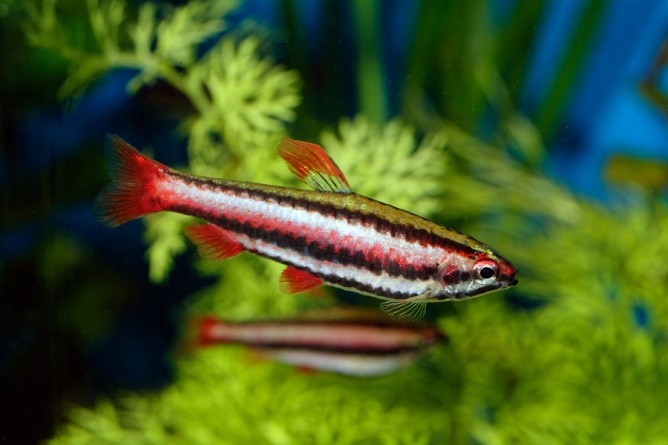 Red Beckford's Pencilfish (Nannostomus beckfordi) - Fresh N Marine