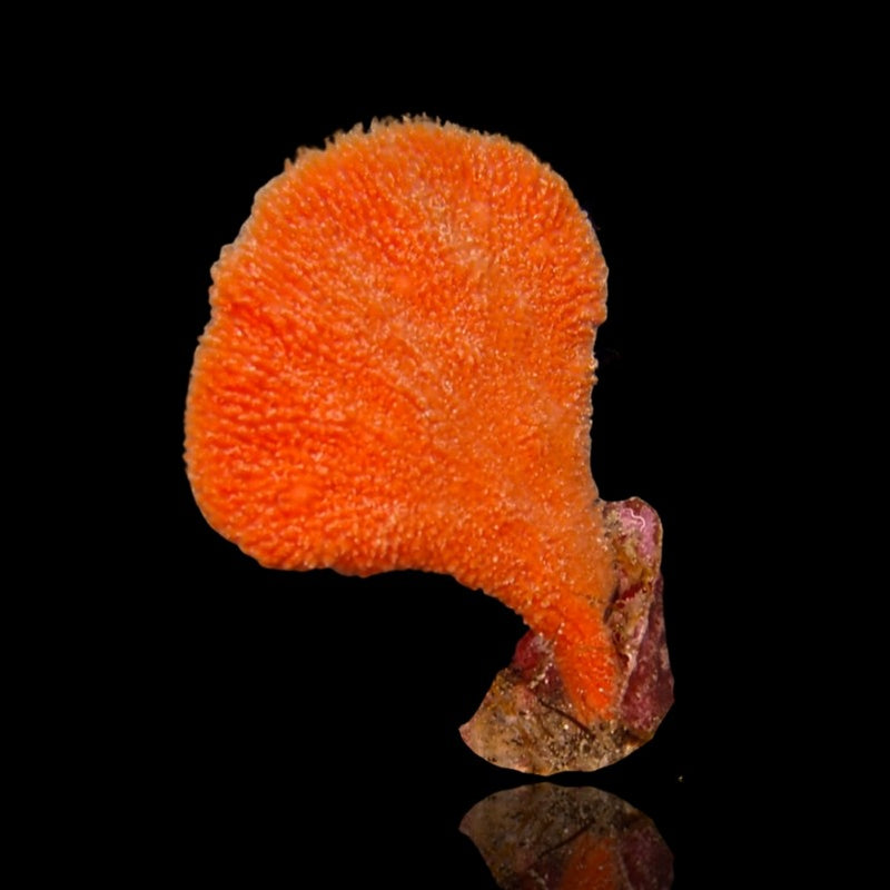 Orange Ear Sponge (Phakellia Flabillata) - Fresh N Marine